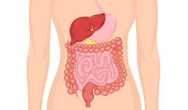 Cartoon digestive system for medical design. Flat vector illustration. Isolated vector illustration